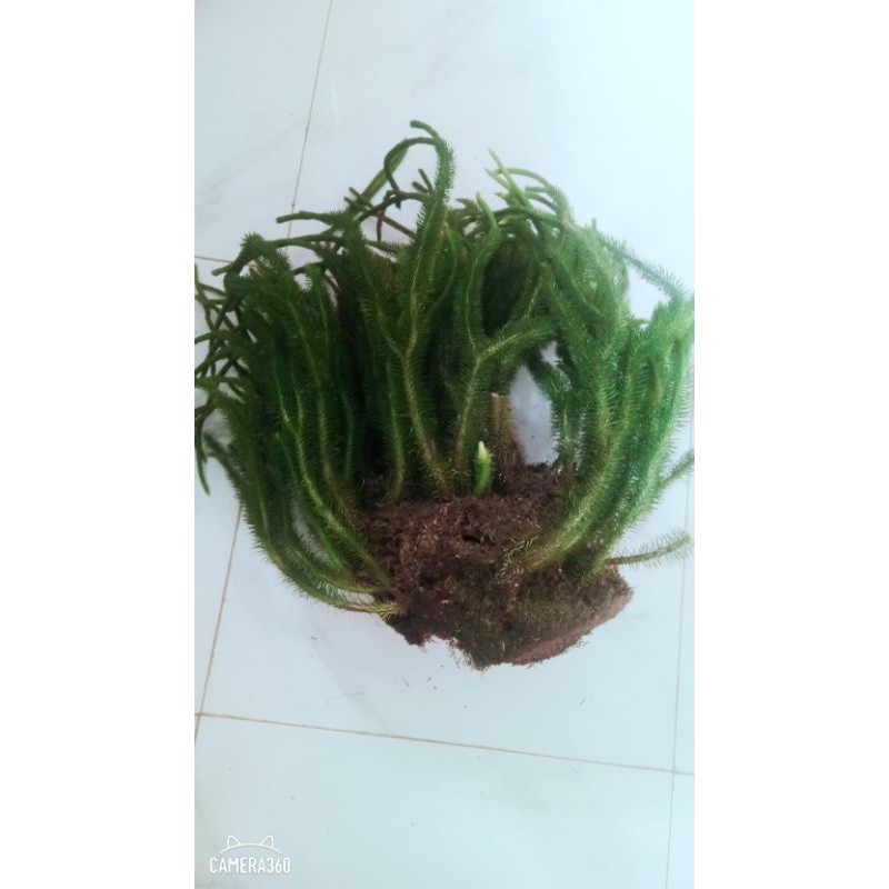 Combo râu rồng