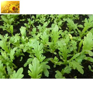 Hạt Giống Rau Tần Ô / Cải Cúc (10gr) - Ngọt, Bổ Dưỡng, Giàu dinh dưỡng - MUA 3 TẶNG 1 CÙNG LOẠI