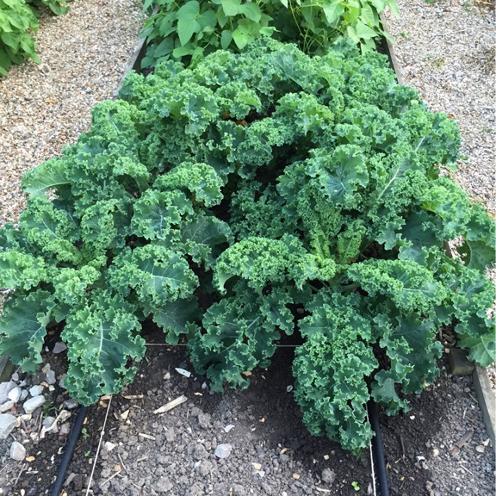 Gói 100 hạt cải xoăn kale, dễ trồng bổ dưỡng