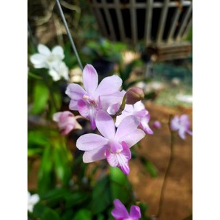 Chậu Hồ Điệp Rừng
