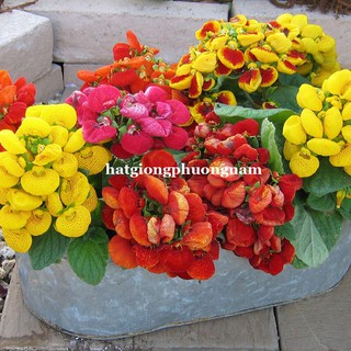 Hạt giống hoa huyền sâm