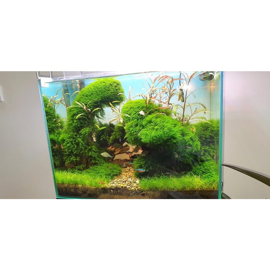 rêu Us Fiss - rêu thủy sinh | dán lũa | dán đá | dán bonsai dễ trồng không cần co2