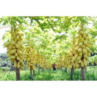 Hạt giống Đu đủ vàng