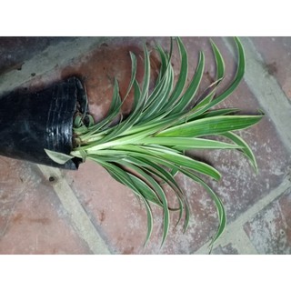 Cây Dây Nhện, Cỏ Lan Chi, Cỏ Mẫu Tử (Chỉ giao miền bắc)