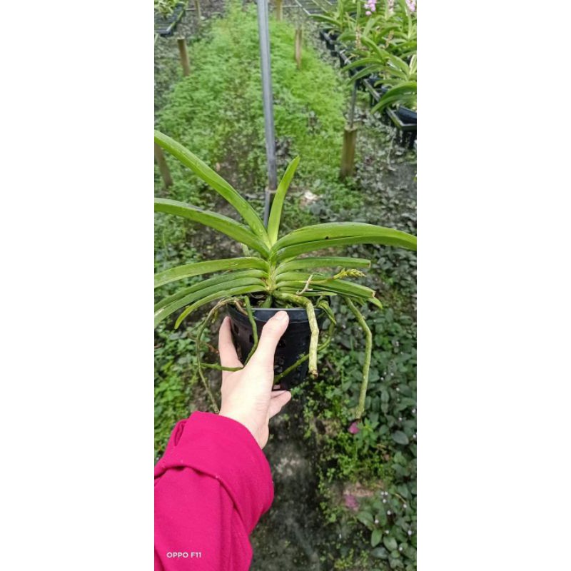 Hải yến lai cây trưởng thành sắp hoa