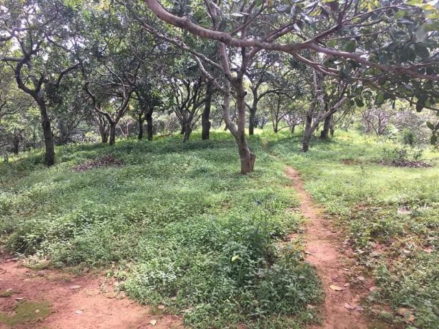 Điều cổ sấy trắng Bình Phước | BigBuy360 - bigbuy360.vn