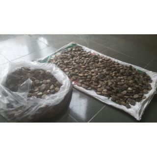 1kg Hạt gấc khô