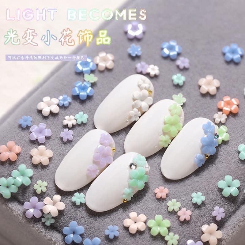 Hoa nhí mix bi “nhặt random màu deal sốc”