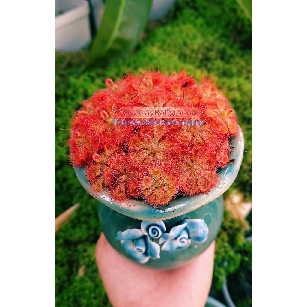 Bộ gieo hạt Giống gọng vó đồng tiền drosera Burmanii