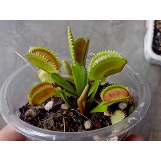 Hạt giống cây Bẫy Kẹp