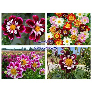 (HG Nga) Thược dược đơn mix màu 20hat