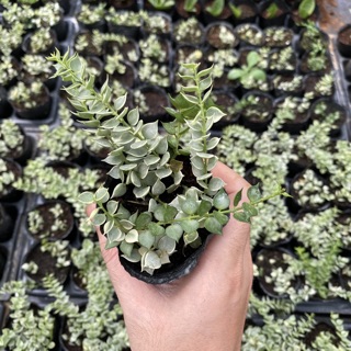Sedum lá tim