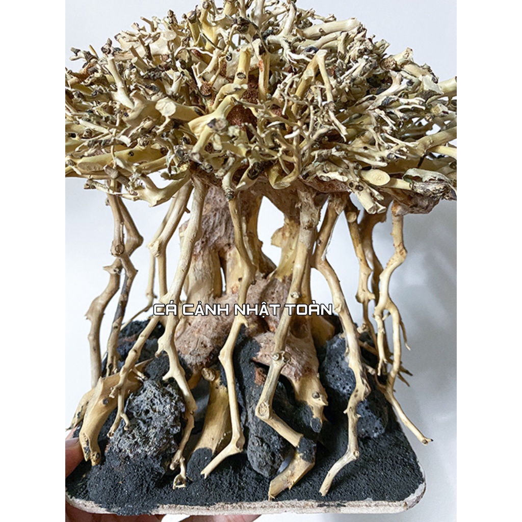 BONSAI LỦA RỪNG TRANG TRÍ BỂ THỦY SINH 20X13X17CM