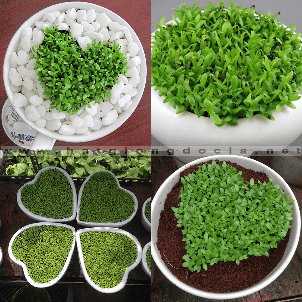 Hạt giống cỏ may mắn