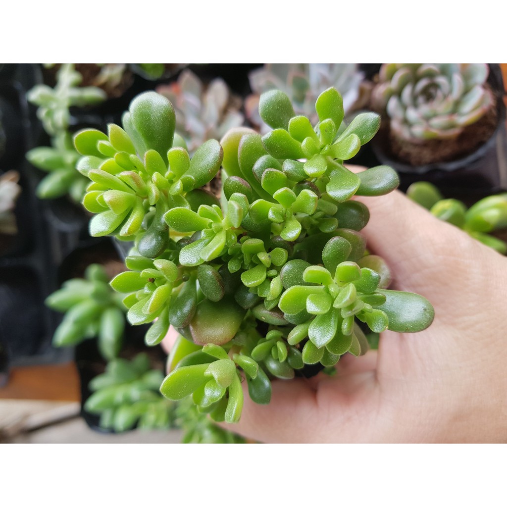 Sen đá sedum vàng, xanh, lá dài, dù hoa hồng, hạt gạo-cỏ tuyết