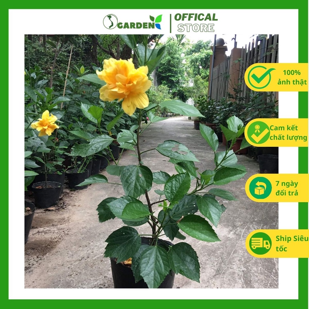 Cây hoa dâm bụt vàng kép cao 60-70cm