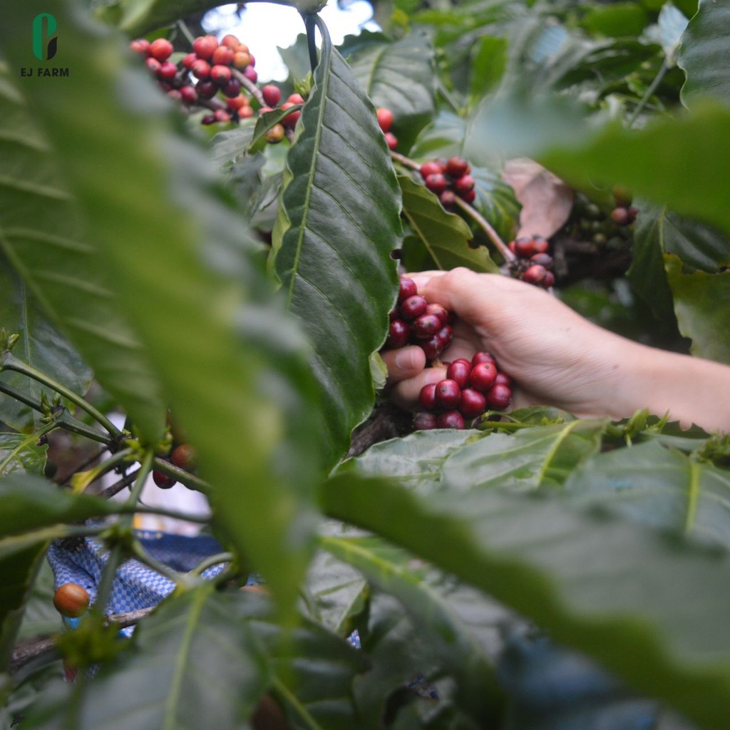 Cà phê nguyên chất rang mộc Robusta ENJOY COFFEE (500g) | BigBuy360 - bigbuy360.vn