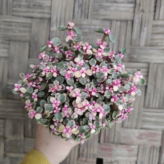 Sen đá cổ thụ - Dola Hồng - Lỗi 1 đổi 1