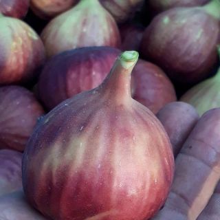 Cây sung mỹ triết cành sẵn quả.