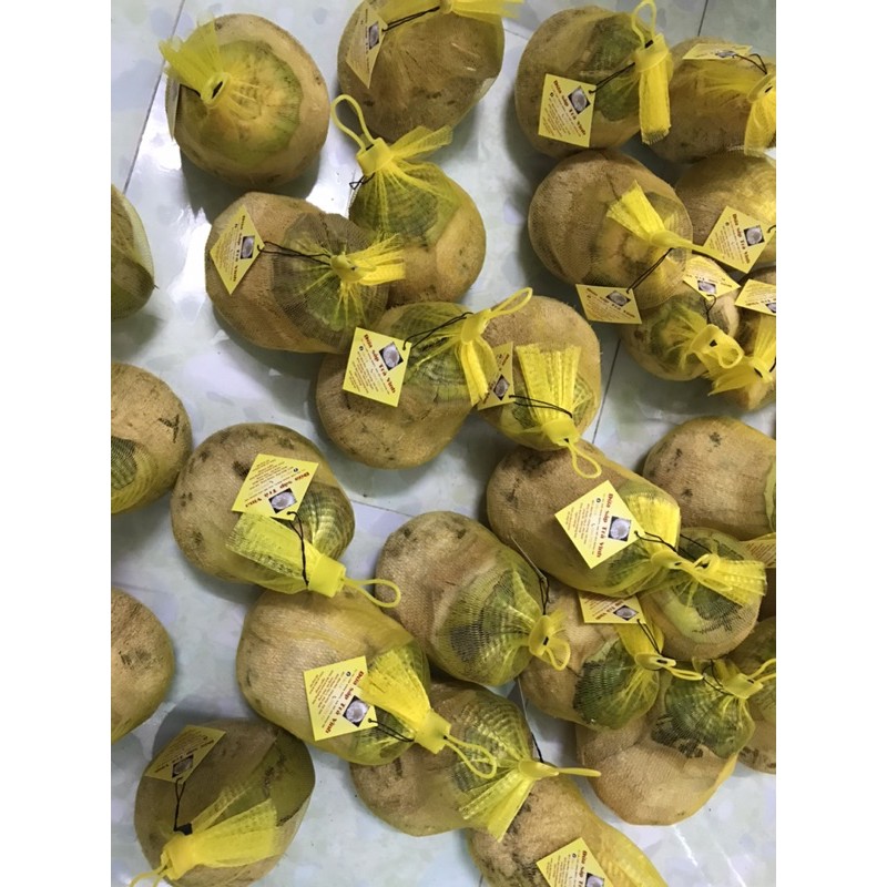 Giá sỉ Dừa sáp Trà Vinh dưới 800g 9 trái