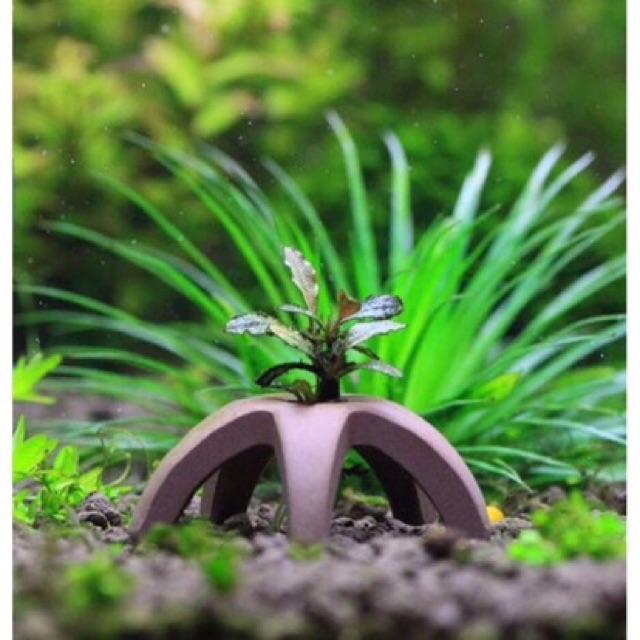 Đồ Chơi Tép | Sao Biển - Trang Trí Hồ Tép (1 cái)