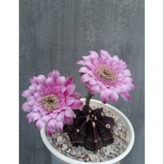 🌵🌺sét 1500++ Hạt giống xương rồng gym
