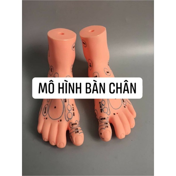 Mô hình huyệt vị: người, Cột sống, Bàn chân, cấu trúc da, mặt canh