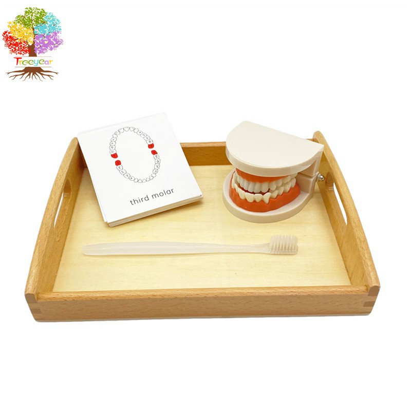 Bộ đồ chơi giáo dục Treeyear hỗ trợ giáo dục sớm dạy bé đánh răng làm từ gỗ tre