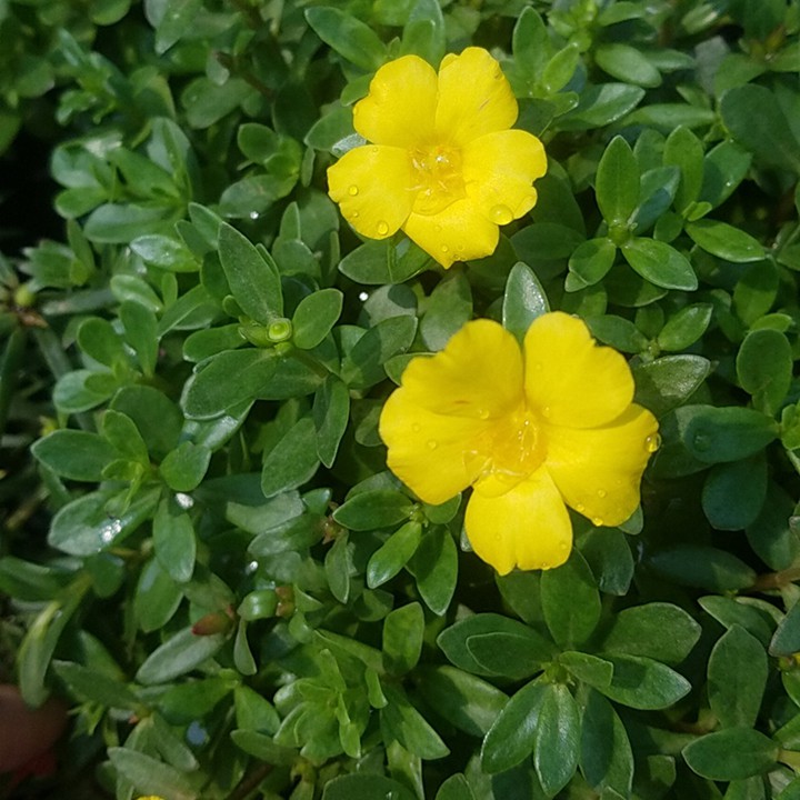 30 cành giống hoa sam màu vàng dễ trồng rực rỡ ban công
