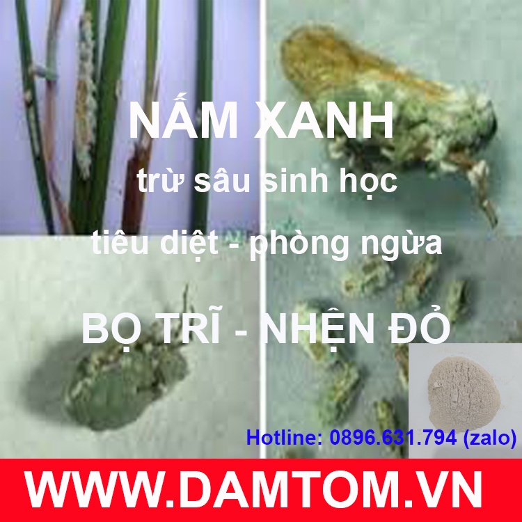 Vi Sinh Nấm Xanh Phòng Và Trừ Sâu, Bọ Trĩ, Nhện Đỏ, Sùng Đất - Chế Phẩm Sinh Học An Toàn, Hiệu Quả - gói 1kg
