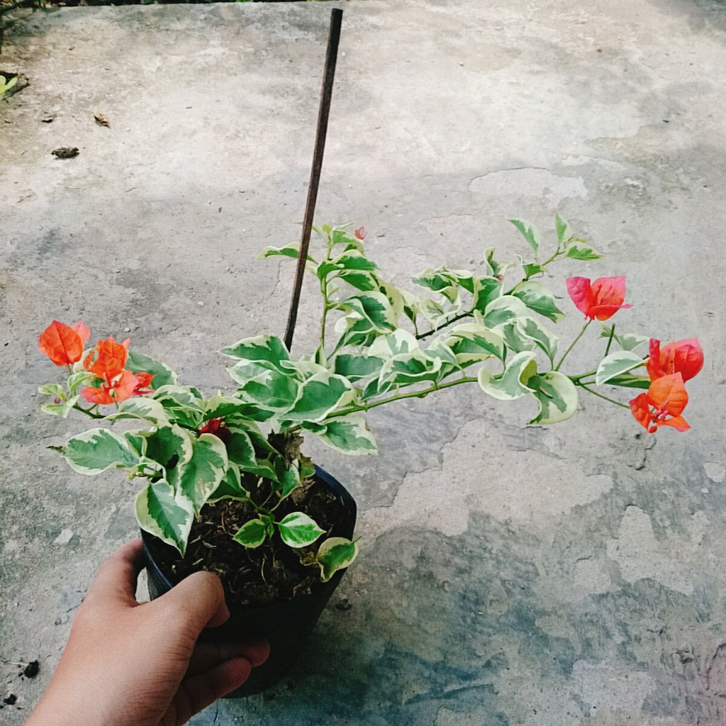 Cây hoa giấy cẩm thạch  - cây cảnh để bàn