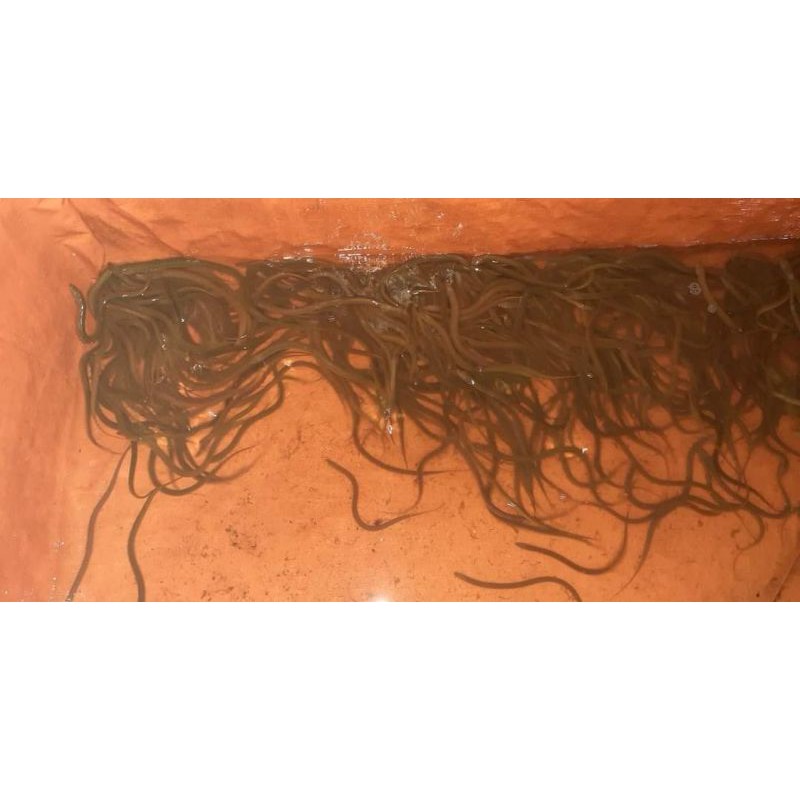 Bể bạt nuôi cá ốc ếch lươn - loại 4x2x0,5