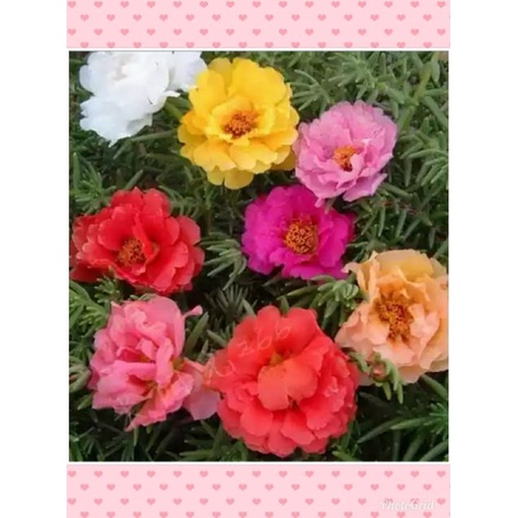 Trồng bốn mùa hạt giống hoa mười giờ 200h nhiều mầu