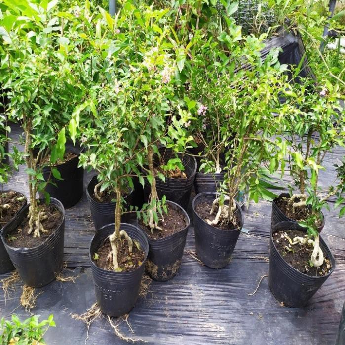 Combo 2 bầu cây giống Hồng ngọc mai bonsai , cây giống gửi đi nguyên bầu
