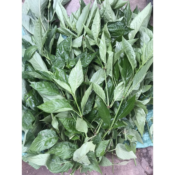 0,5kg lá cẩm tím tươi