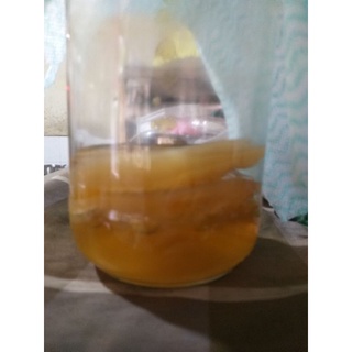 Trà mồi scoby (để tạo con giống) 100ml