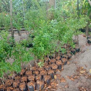 Cây mận hậu giống