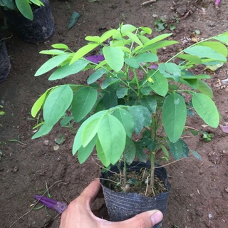 Cây rau ngót trồng bầu 3-4 cây