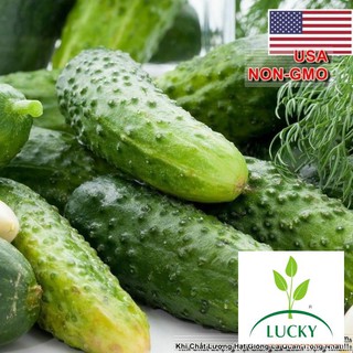 20h Hạt Giống Dưa Chuột Bao Tử USA Cao Sản (A2.203 | C5)  THANHHUONG