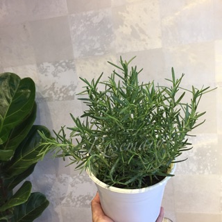 [Mua 5 tặng 1] Cây Hương Thảo (Rosemary)