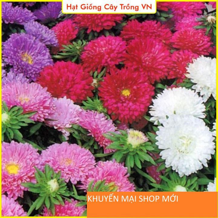 Hạt Giống Hoa Cúc Công Chúa Nhiều Màu Rực Rỡ khuyến mại shop mới