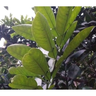 500g lá bưởi tươi nhà trồng khách đặt mới hái