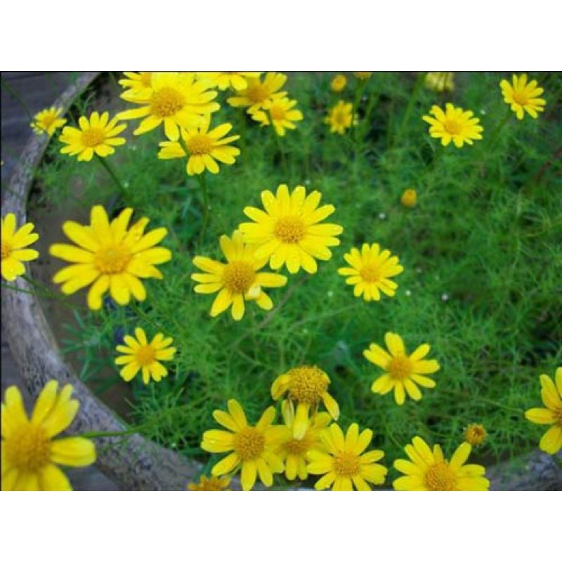 Hạt giống cúc sao băng HN009 0,01gr