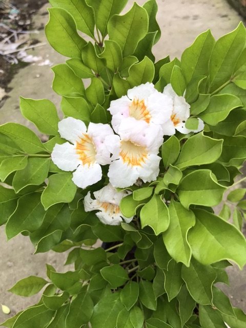 caykiengsadec - Cây Nguyệt quế thái bông to + tặng phân bón cho cây mau lớn - hoa kiểng lá - trang trí nội thất
