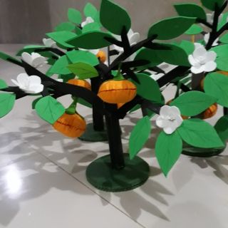 Cây cam đồ mầm non