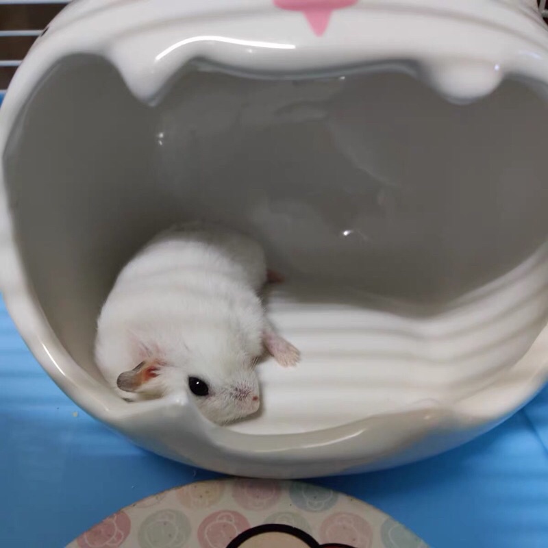 ngủ sứ cho hamster, nhím, sóc (size to) hình pikachu, mèo thiên thần, mèo ác ma