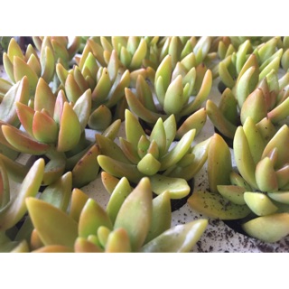 Sen đá đá cam size mini (cây vỉ)