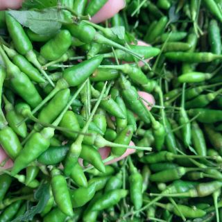1 kg ỚT XANH THƠM NGON