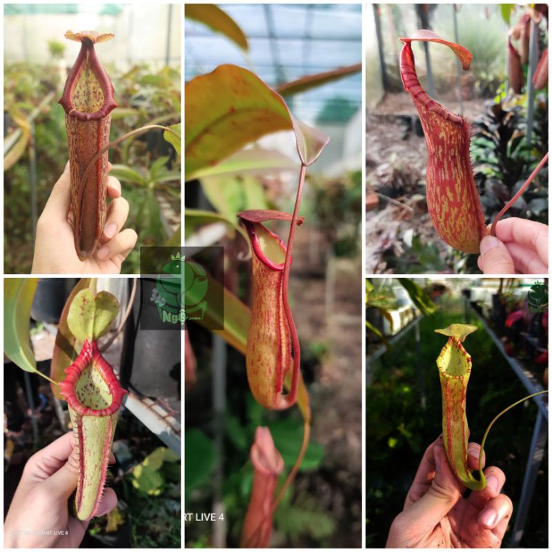 Nắp ấm Miranda các loại