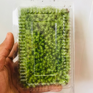 Rêu Pin Cushion